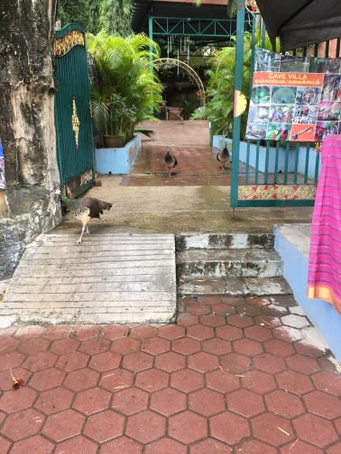 バツー洞窟（Batu Caves）　鶏