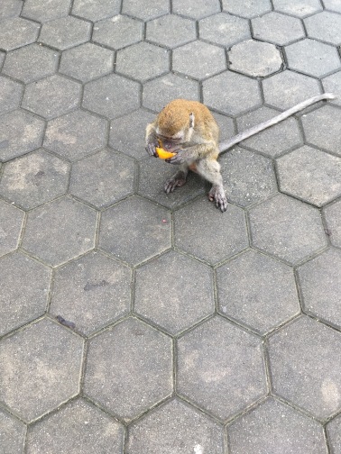 バツー洞窟（Batu Caves）　猿