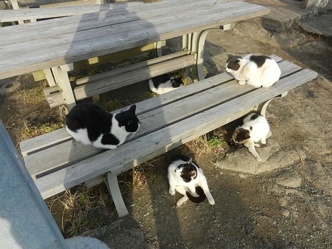 鋸山山頂付近　の　猫