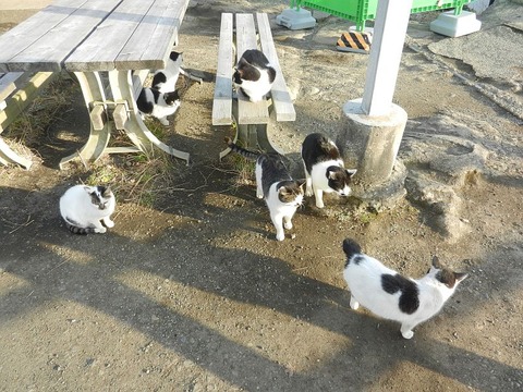 鋸山山頂付近　の　猫