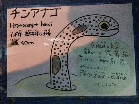 水族館で発見したチンアナゴの解説です。